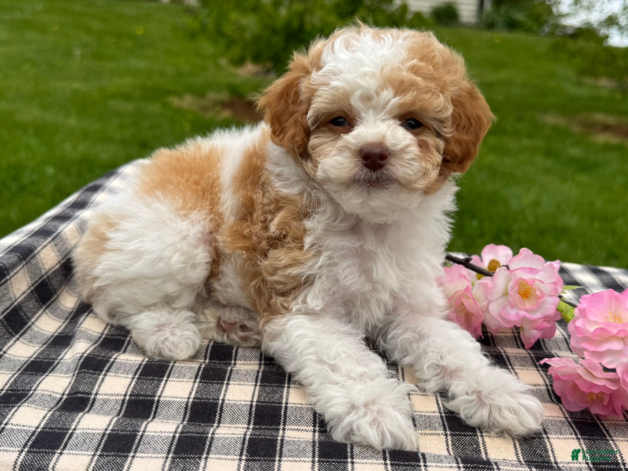 Toy Poodle dogs Harmony - Ad 1
