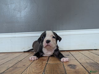 American Bully dogs - Ad 27