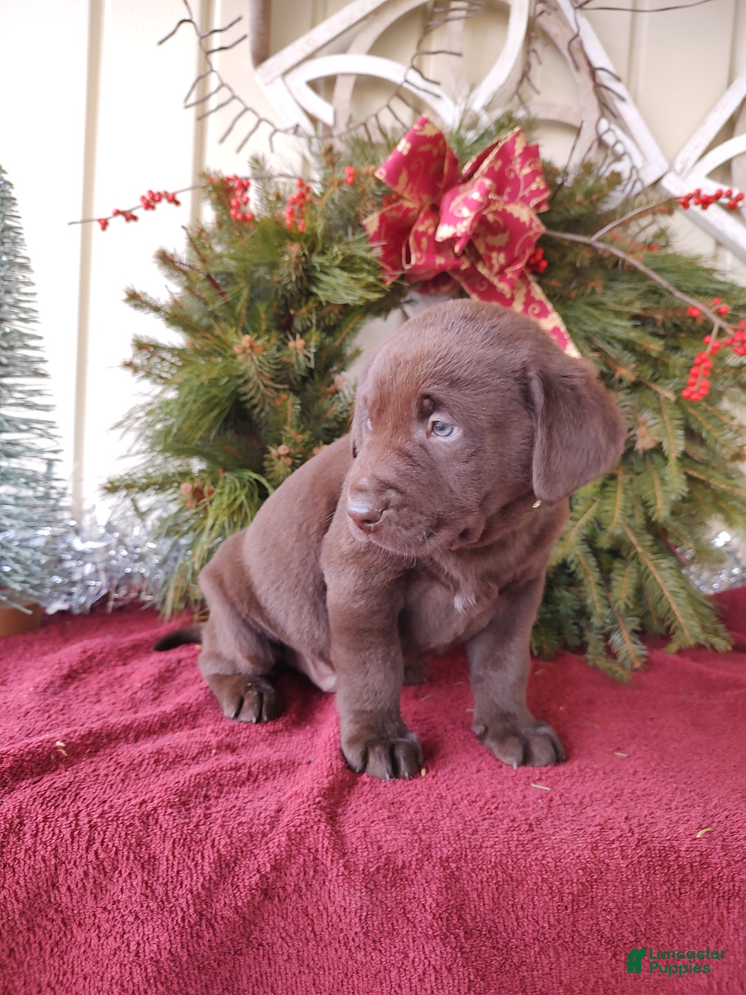 Labrador Retriever dogs for sale: Brax - Ad 5