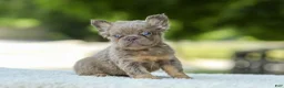 French Bulldog dogs for sale: Lucy - Ad 7