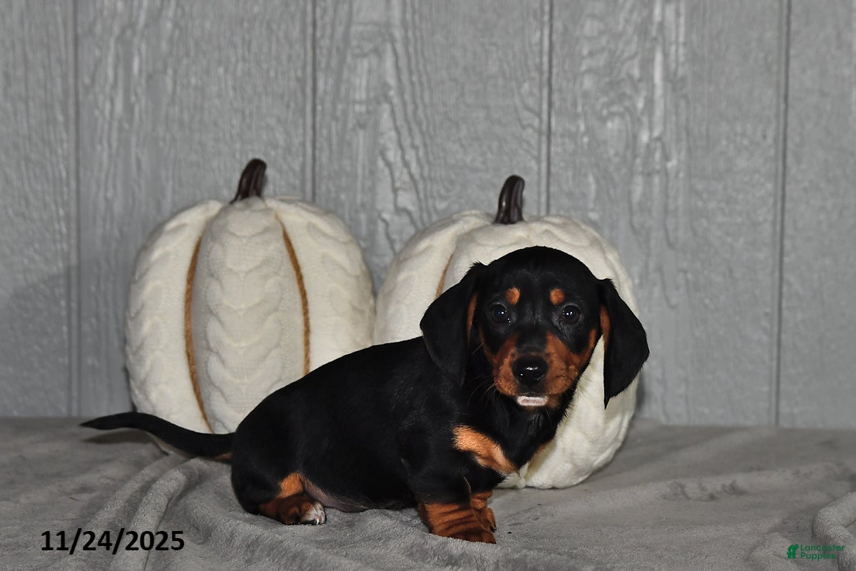 Miniature Dachshund dogs Cody - Ad 16