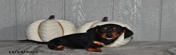 Miniature Dachshund dogs for sale: Cody - Ad 1