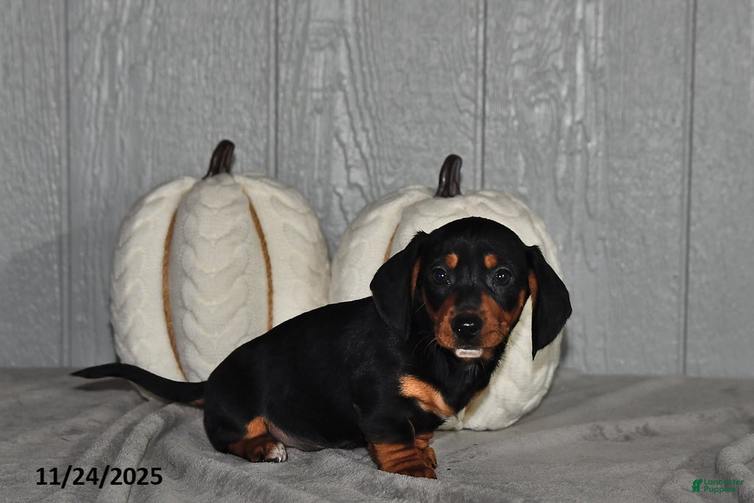 Miniature Dachshund dogs for sale: Cody - Ad 1