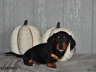 Miniature Dachshund dogs Cody - Ad 26