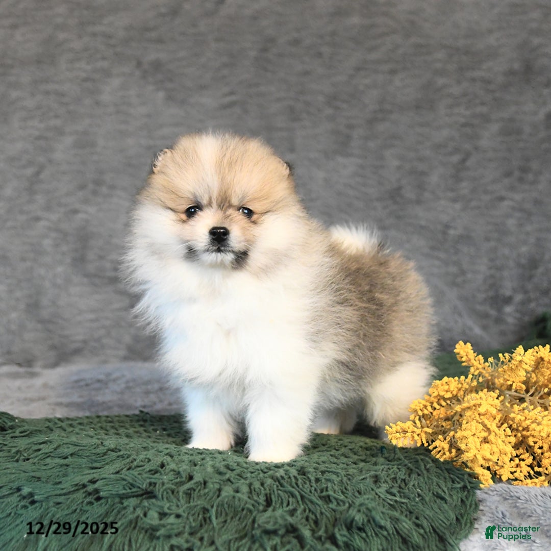 Pomeranian dogs for sale: Fritz - Ad 1