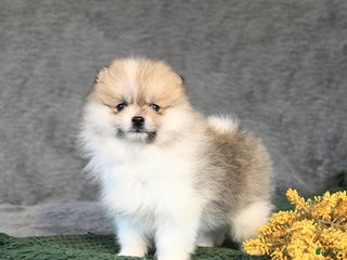 Pomeranian dogs Fritz - Ad 13