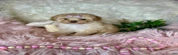 Toy Poodle dogs for sale: Gigi - Ad 2