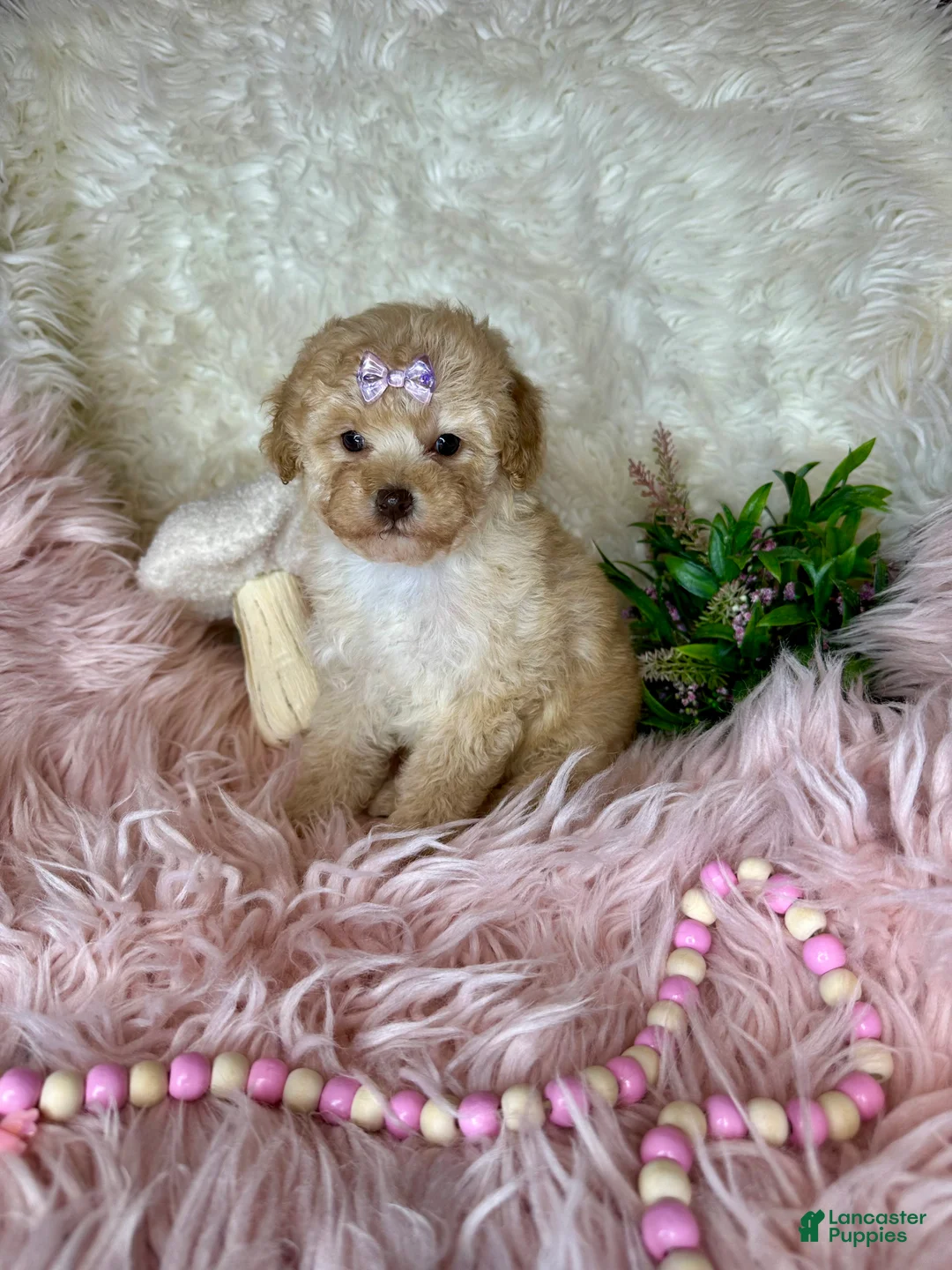 Toy Poodle dogs for sale: Gigi - Ad 2