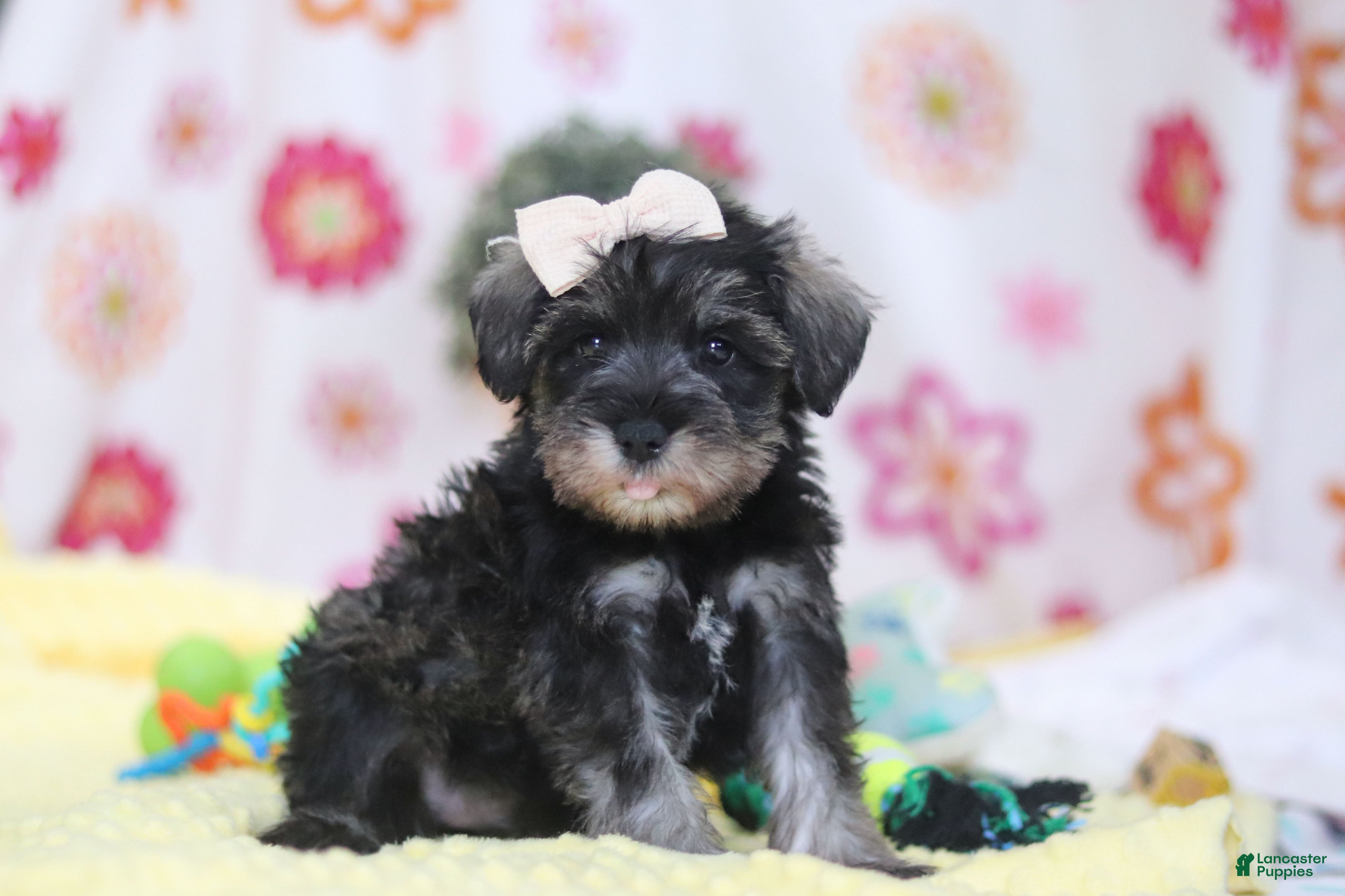 Miniature Schnauzer dogs Layla - Ad 1