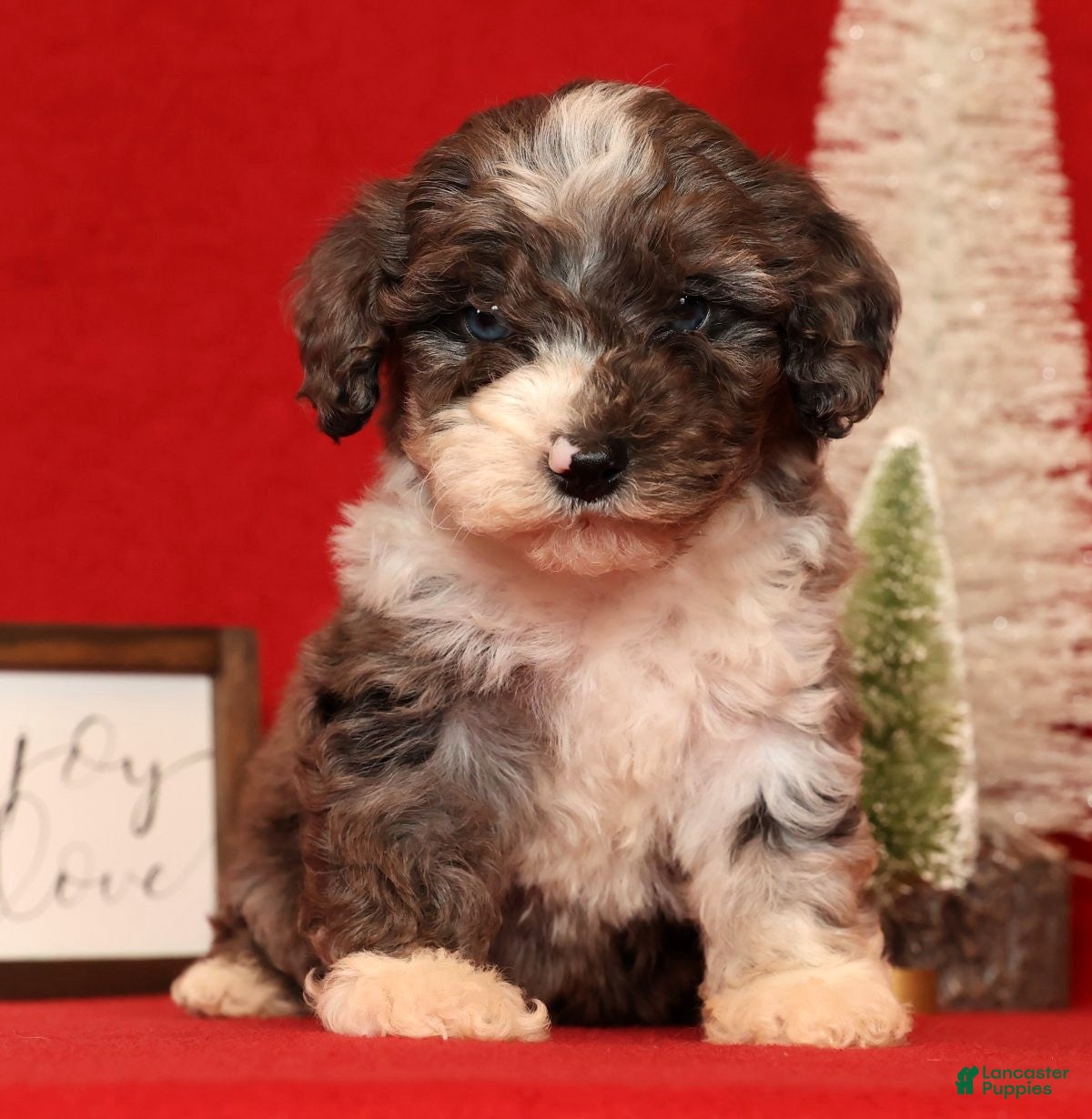 Miniature Poodle dogs Mason - Ad 13