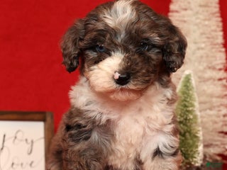Miniature Poodle dogs Mason - Ad 7