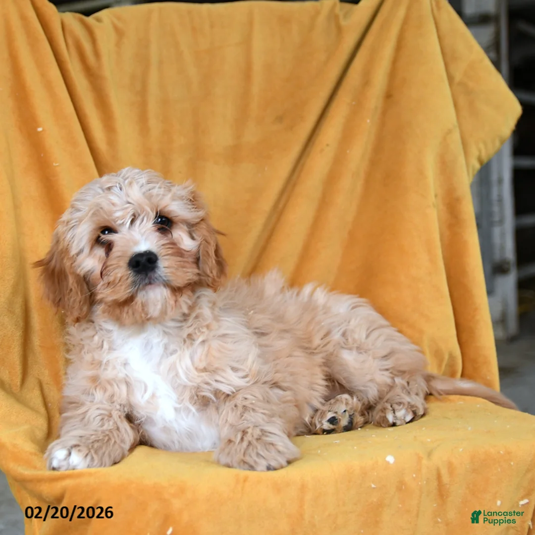 Cavapoo dogs for sale: Grover - Ad 3