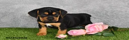 Beabull dogs for sale: Tracey - Ad 1
