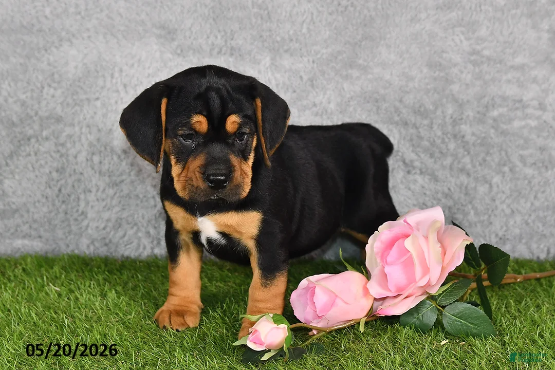 Beabull dogs for sale: Tracey - Ad 1