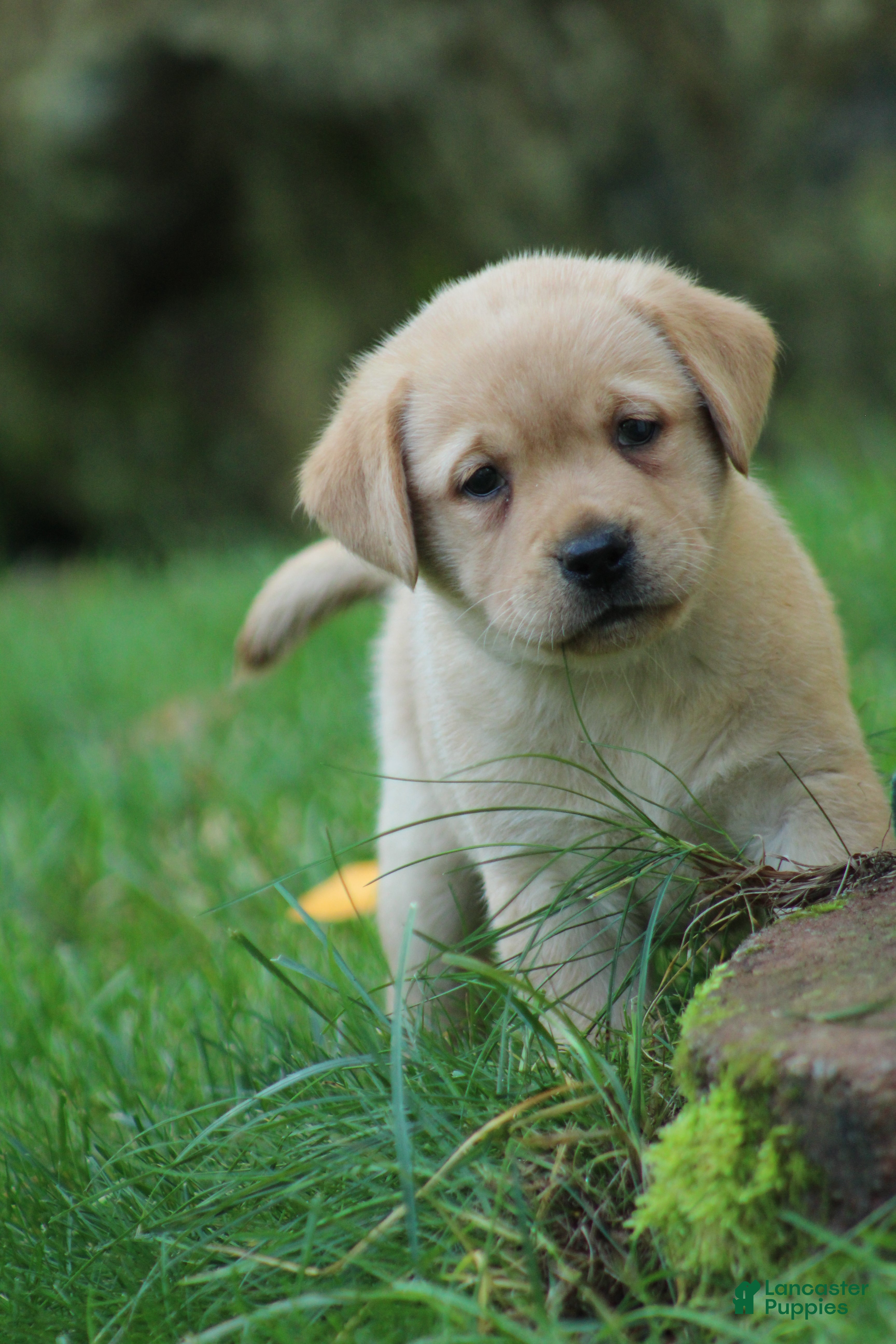 Labrador Retriever dogs Willow - Ad 1