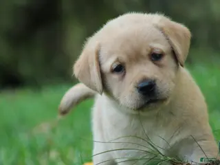 Labrador Retriever dogs Willow - Ad 1