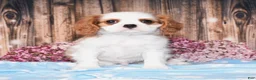 Cavalier King Charles Spaniel dogs for sale: Derby - Ad 4