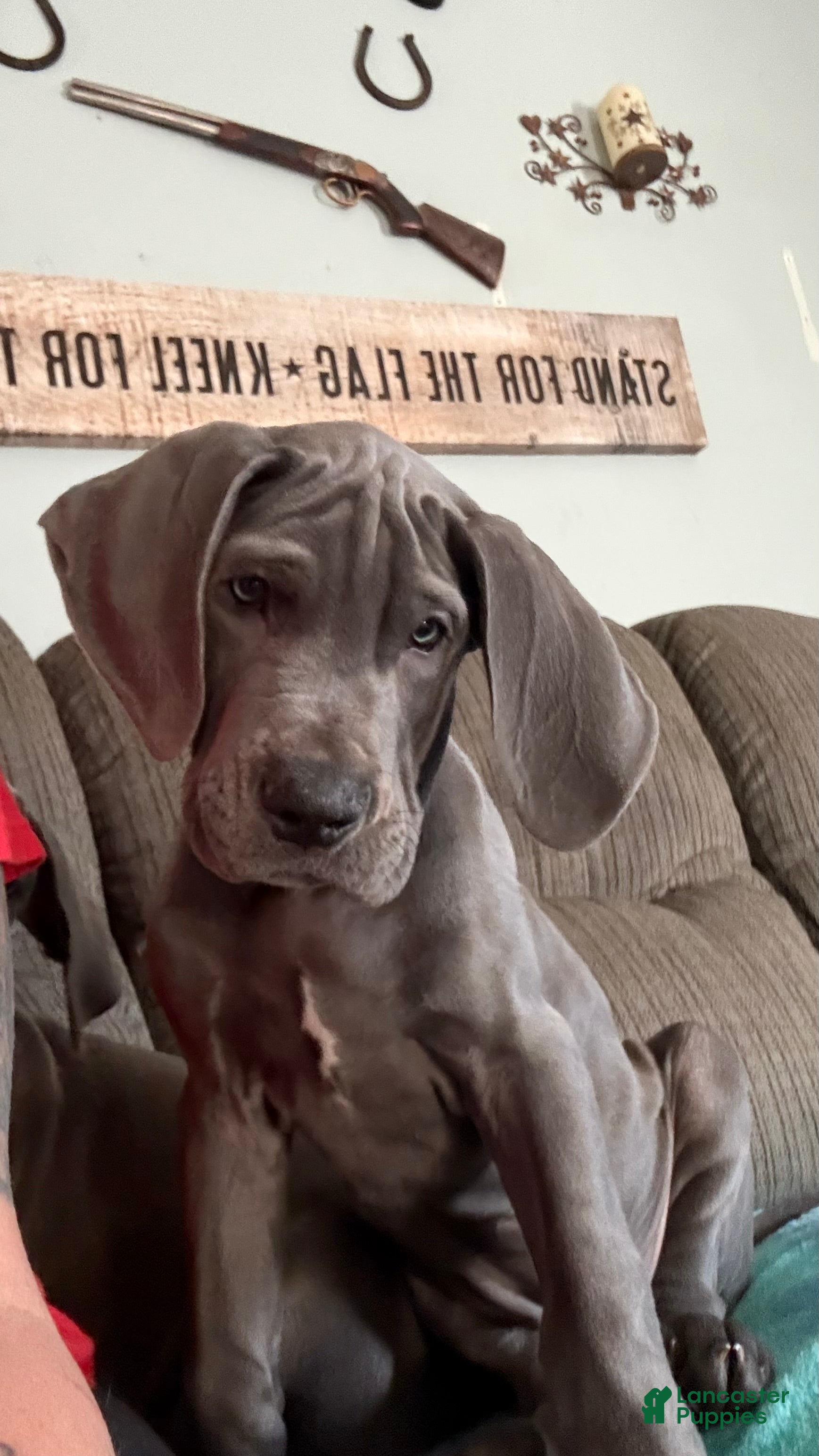 Great Dane dogs Oliva - Ad 35