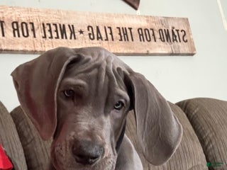 Great Dane dogs Oliva - Ad 17