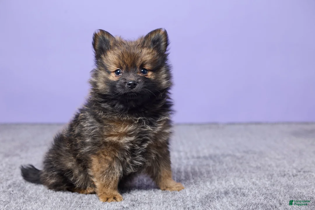 Pomeranian dogs for sale: Joey - Ad 3