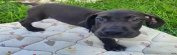 Great Dane dogs for sale: Max - Ad 8