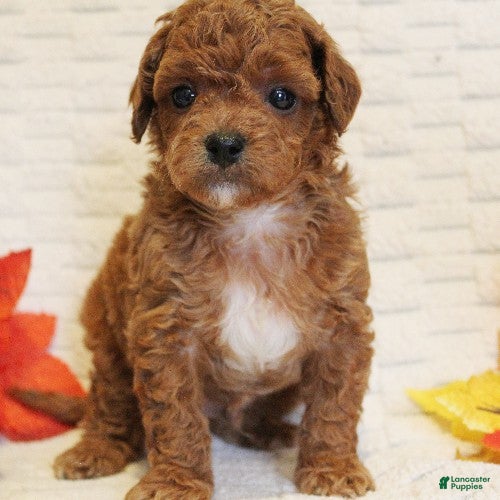 Cavapoo dogs for sale: Snickers - Ad 1