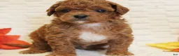 Cavapoo dogs for sale: Snickers - Ad 1