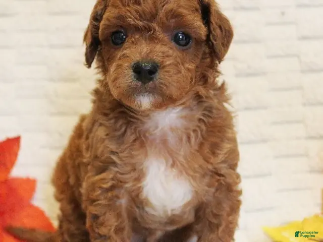 Cavapoo dogs for sale: Snickers - Ad 1