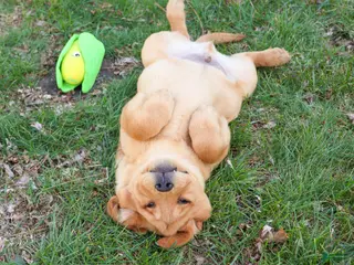 Labrador Retriever dogs Eagle - Ad 34