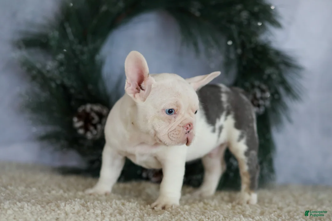 French Bulldog dogs for sale: Logan - Ad 11