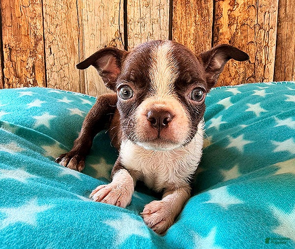 Boston Terrier dogs Chipotle - Ad 1