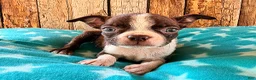 Boston Terrier dogs for sale: Chipotle - Ad 1