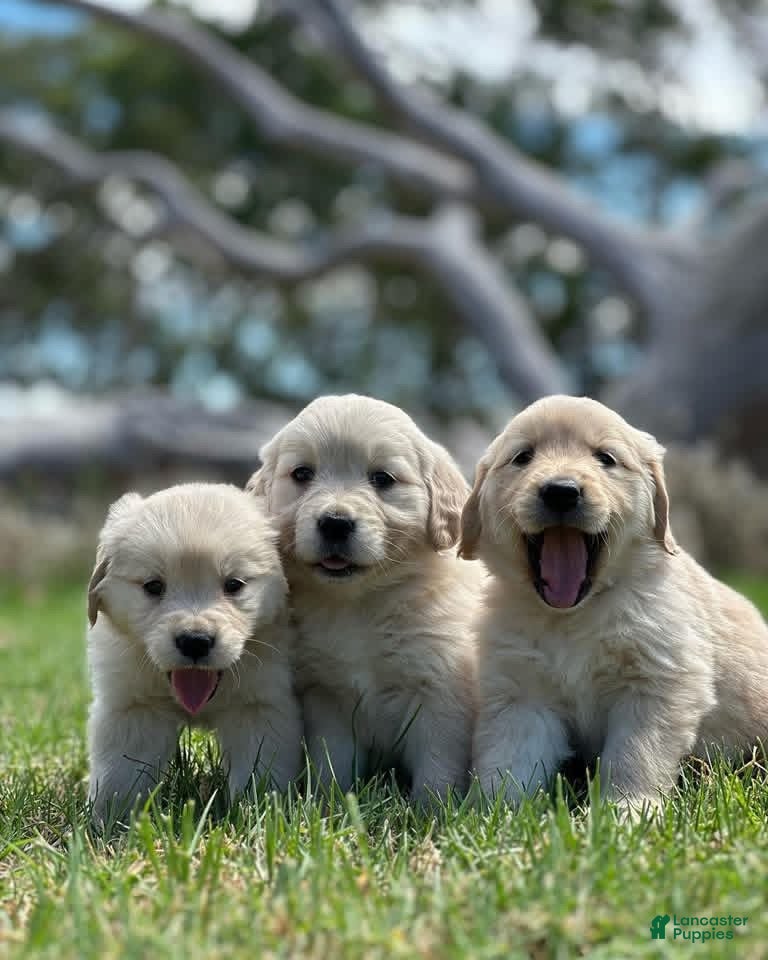 Golden Retriever dogs Golden Retriever Puppy 4 - Ad 11