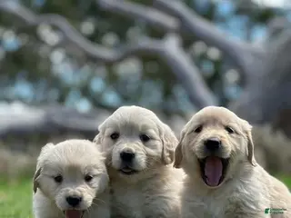 Golden Retriever dogs Golden Retriever Puppy 4 - Ad 12