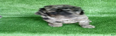 A J