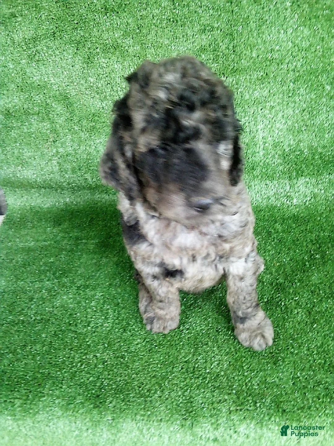 Goldendoodle dogs for sale: A J - Ad 1