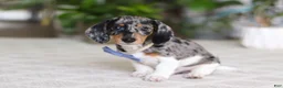 Miniature Dachshund dogs for sale: Chloe - Ad 7