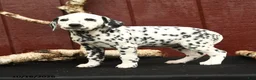Dalmatian dogs for sale: Joy - Ad 2