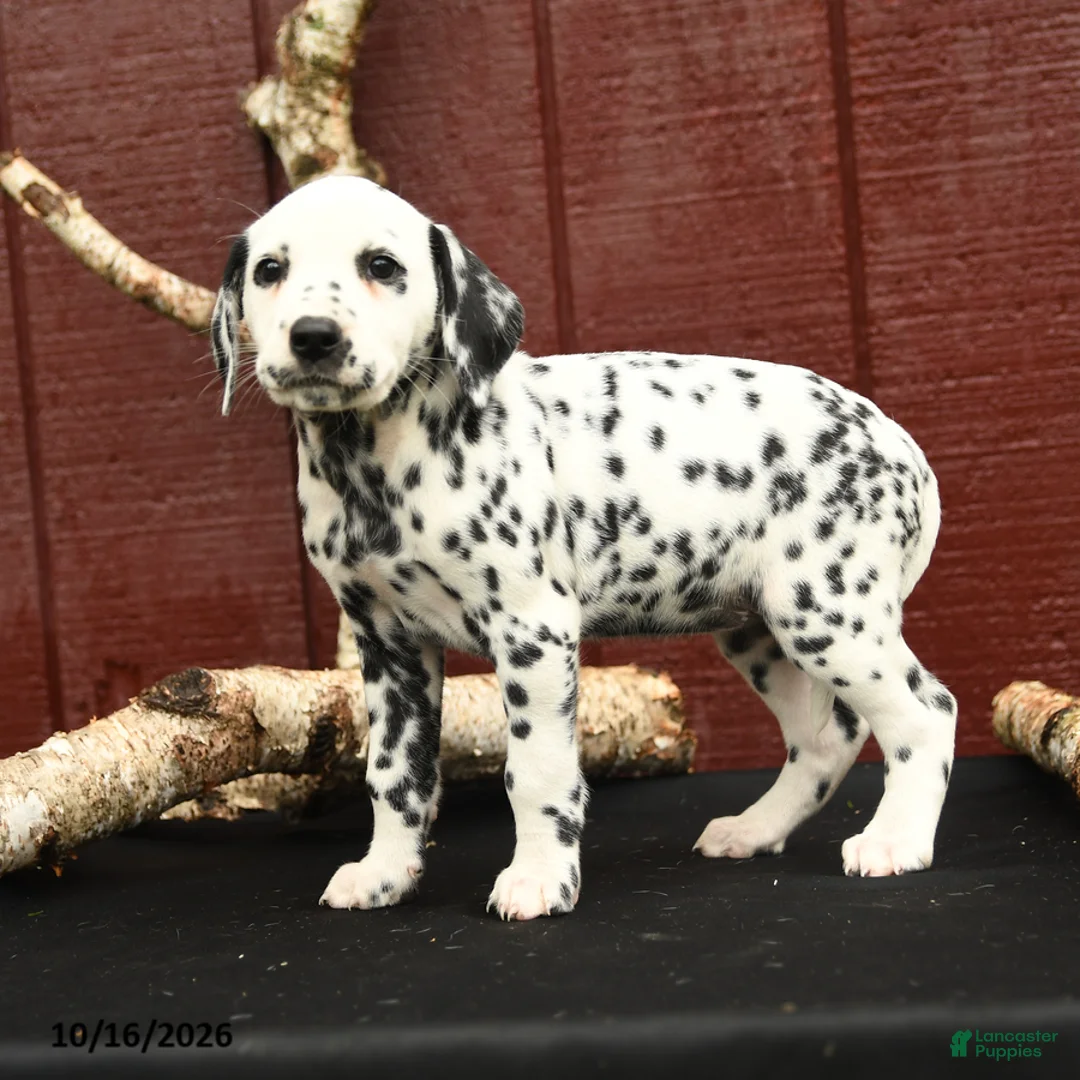 Dalmatian dogs for sale: Joy - Ad 2