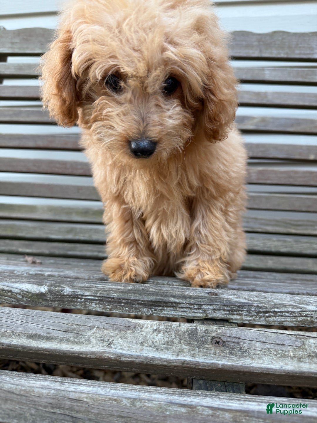 Eskipoo dogs for sale: Lilly - Ad 2