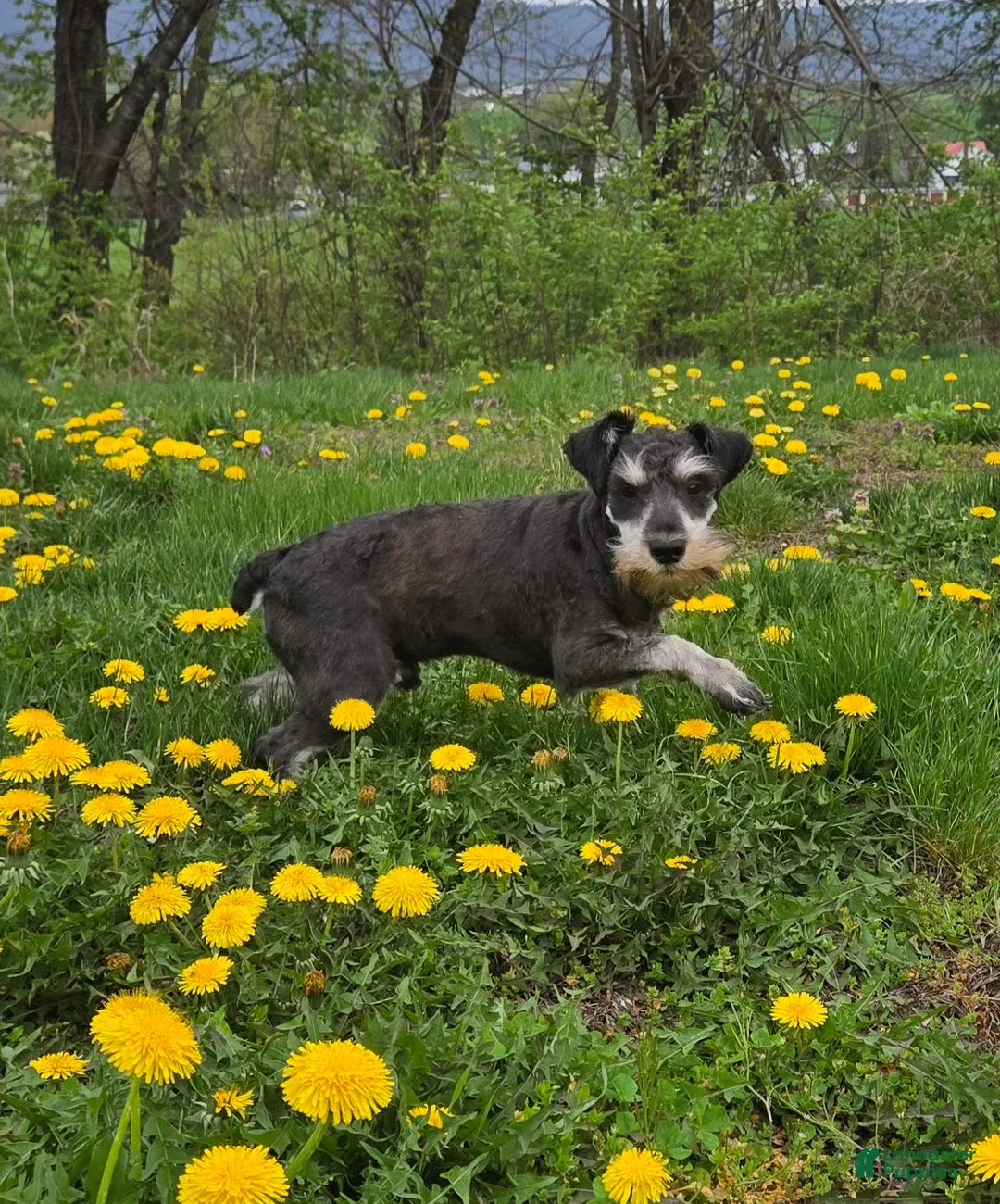 Miniature Schnauzer dogs for sale: Kirby - Ad 1