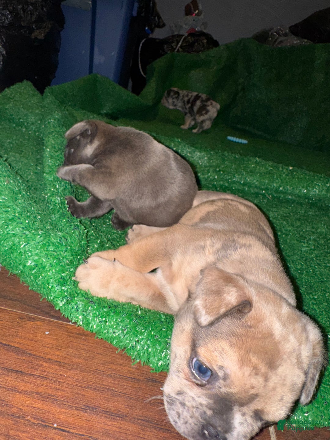 French Bulldog dogs for sale: French Bulldog Puppy 1 - Ad 5