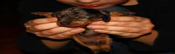 Miniature Dachshund dogs for sale: Coco - Ad 2