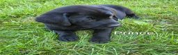 Labrador Retriever dogs for sale: Labrador Retriever PRINCE  - Ad 3