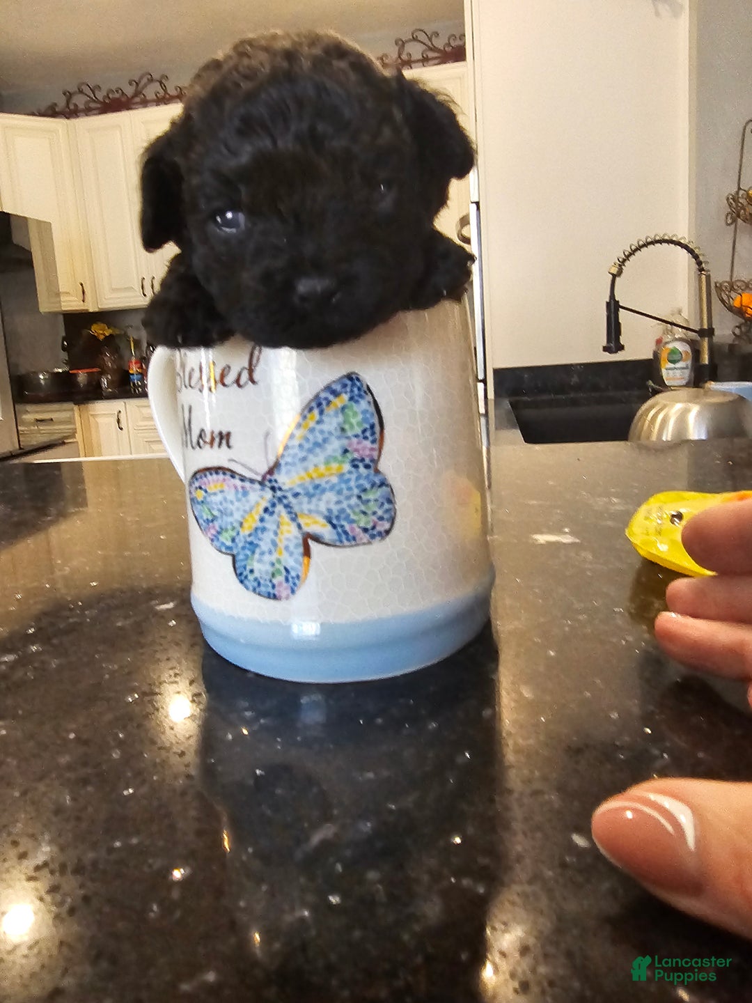 Shihpoo dogs for sale: Little one  - Ad 2