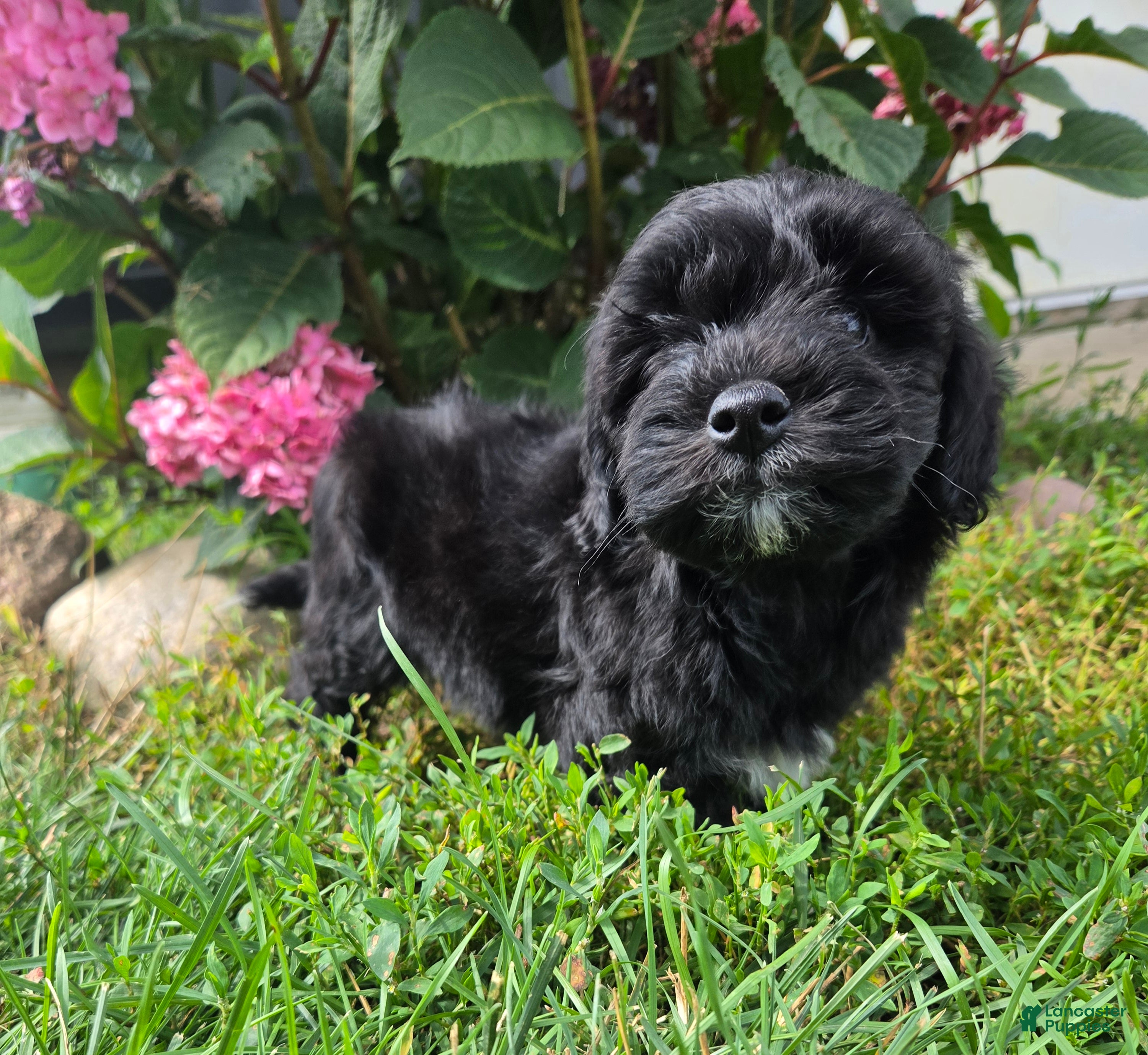 Shihpoo dogs Wyatt - Ad 2