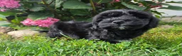 Shihpoo dogs for sale: Wyatt - Ad 2