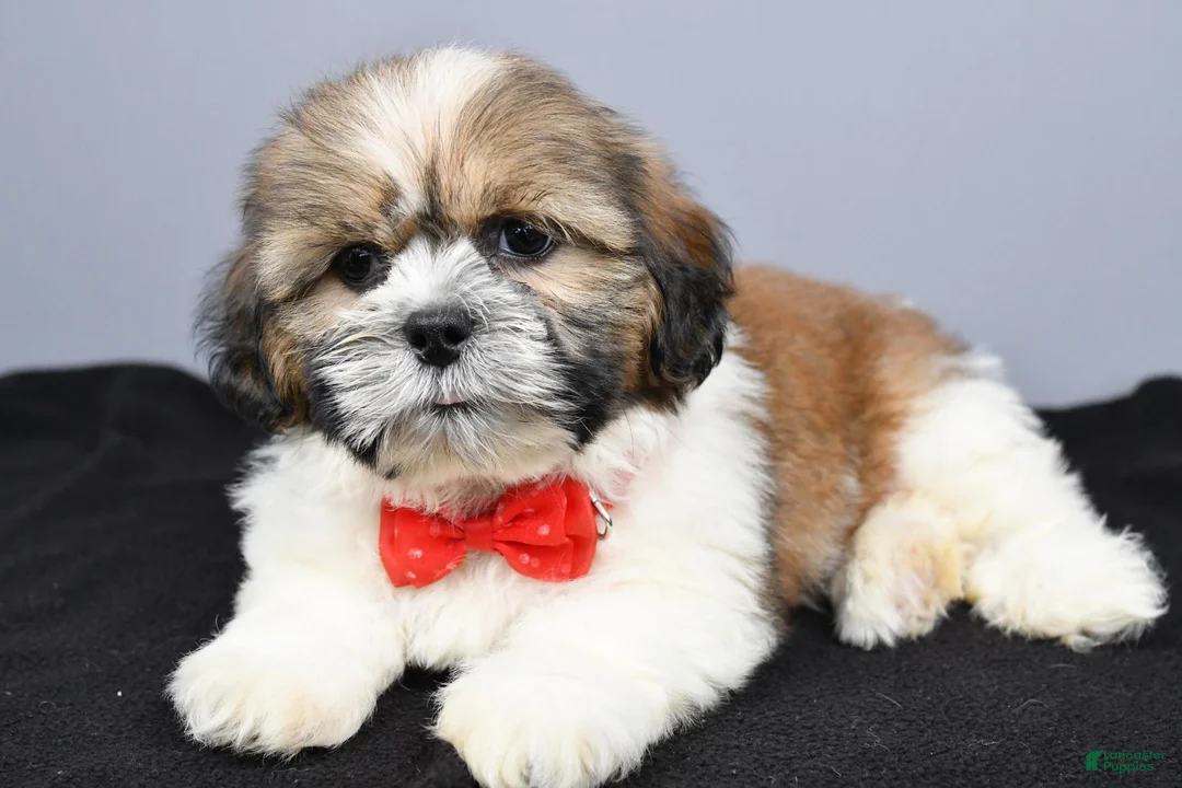 Shih Tzu dogs for sale: Colton - Ad 2