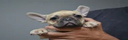 French Bulldog dogs for sale: Sandy - Ad 7