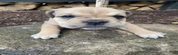 Mixed Breed dogs for sale: Annie - Ad 12